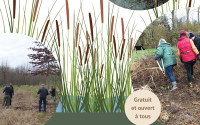 Chantier nature participatif : Fauchons la roselière !