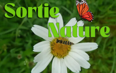 Une sortie nature à la découverte des pollinisateurs